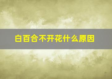 白百合不开花什么原因