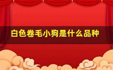 白色卷毛小狗是什么品种