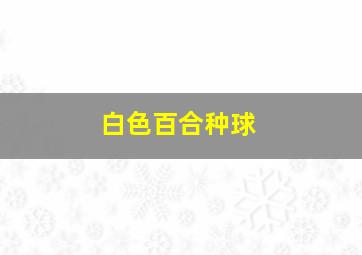 白色百合种球