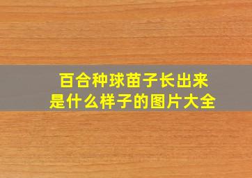 百合种球苗子长出来是什么样子的图片大全