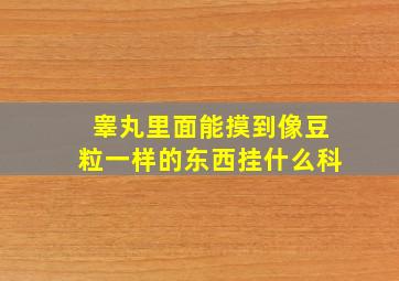 睾丸里面能摸到像豆粒一样的东西挂什么科