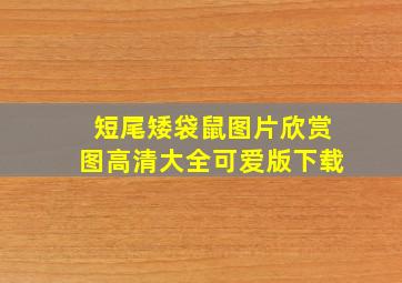 短尾矮袋鼠图片欣赏图高清大全可爱版下载