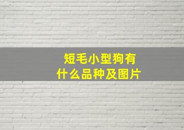 短毛小型狗有什么品种及图片