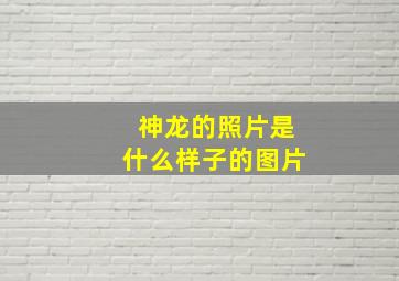 神龙的照片是什么样子的图片