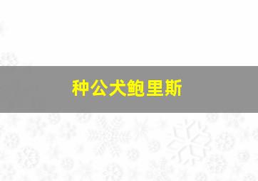 种公犬鲍里斯