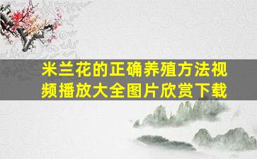 米兰花的正确养殖方法视频播放大全图片欣赏下载