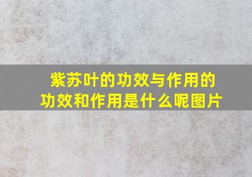 紫苏叶的功效与作用的功效和作用是什么呢图片