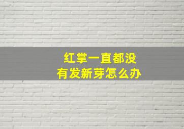 红掌一直都没有发新芽怎么办