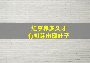 红掌养多久才有侧芽出现叶子