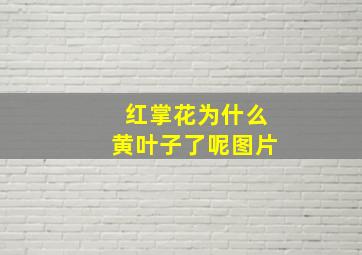 红掌花为什么黄叶子了呢图片