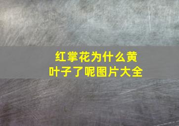 红掌花为什么黄叶子了呢图片大全