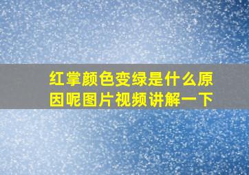 红掌颜色变绿是什么原因呢图片视频讲解一下