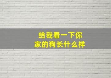 给我看一下你家的狗长什么样