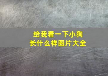 给我看一下小狗长什么样图片大全