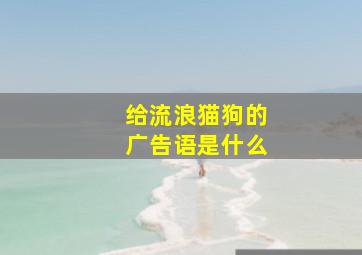 给流浪猫狗的广告语是什么