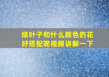 绿叶子和什么颜色的花好搭配呢视频讲解一下