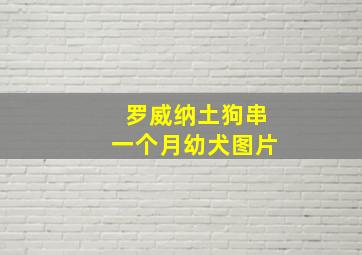 罗威纳土狗串一个月幼犬图片