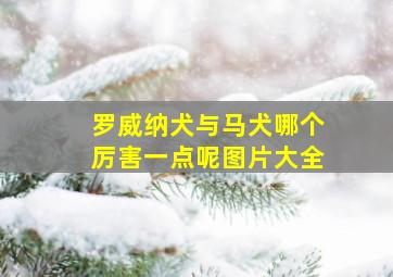 罗威纳犬与马犬哪个厉害一点呢图片大全