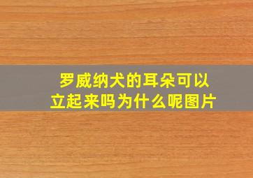 罗威纳犬的耳朵可以立起来吗为什么呢图片