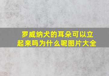 罗威纳犬的耳朵可以立起来吗为什么呢图片大全