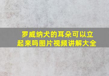 罗威纳犬的耳朵可以立起来吗图片视频讲解大全