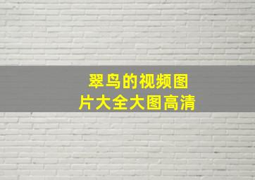 翠鸟的视频图片大全大图高清