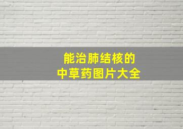 能治肺结核的中草药图片大全