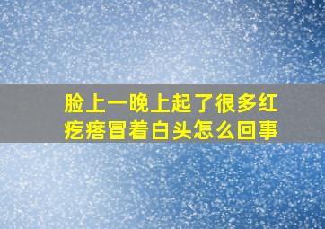 脸上一晚上起了很多红疙瘩冒着白头怎么回事