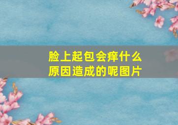 脸上起包会痒什么原因造成的呢图片