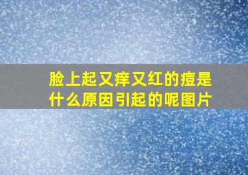 脸上起又痒又红的痘是什么原因引起的呢图片