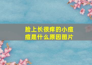 脸上长很痒的小痘痘是什么原因图片