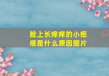 脸上长痒痒的小疙瘩是什么原因图片