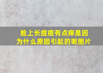 脸上长痘痘有点痒是因为什么原因引起的呢图片