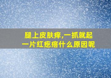 腿上皮肤痒,一抓就起一片红疙瘩什么原因呢