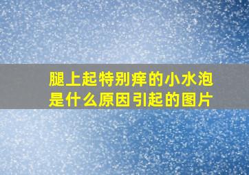 腿上起特别痒的小水泡是什么原因引起的图片