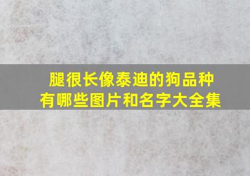 腿很长像泰迪的狗品种有哪些图片和名字大全集