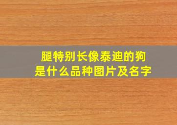 腿特别长像泰迪的狗是什么品种图片及名字