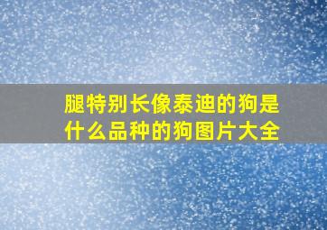 腿特别长像泰迪的狗是什么品种的狗图片大全