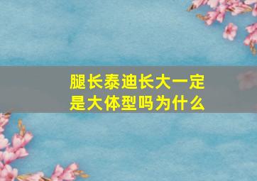 腿长泰迪长大一定是大体型吗为什么