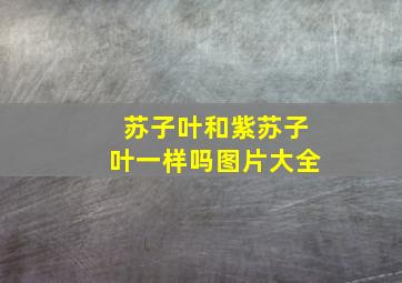 苏子叶和紫苏子叶一样吗图片大全