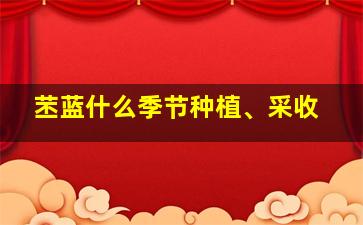 苤蓝什么季节种植、采收