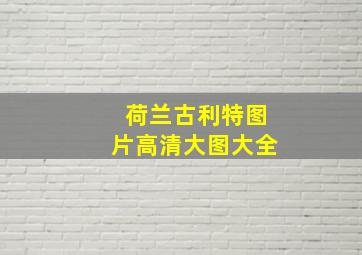 荷兰古利特图片高清大图大全