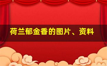 荷兰郁金香的图片、资料