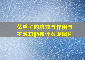 菟丝子的功效与作用与主治功能是什么呢图片