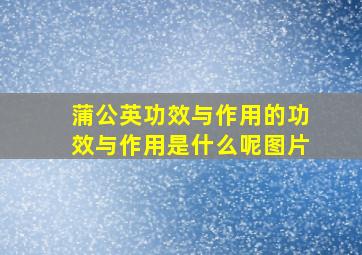 蒲公英功效与作用的功效与作用是什么呢图片