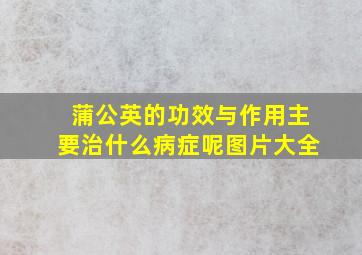 蒲公英的功效与作用主要治什么病症呢图片大全