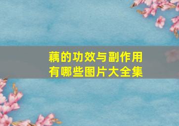 藕的功效与副作用有哪些图片大全集