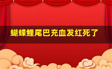 蝴蝶鲤尾巴充血发红死了