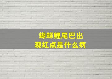 蝴蝶鲤尾巴出现红点是什么病