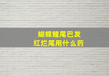 蝴蝶鲤尾巴发红烂尾用什么药